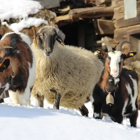فيريانفوهنانغ ميتيرلايتهينغوت